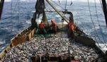 Разъясняем вместе. О заключении трудового договора с работниками рыбной отрасли Разъясняем вместе. О заключении трудового договора с работниками рыбной отрасли