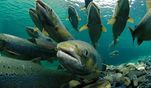 О приватизации научно-исследовательских учреждений рыбной отрасли